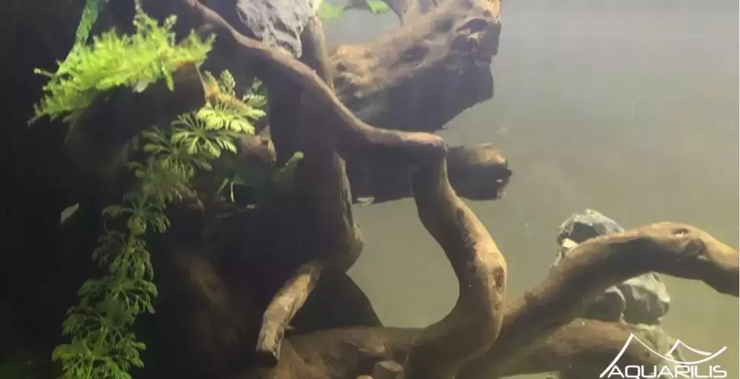 草缸造景教程：这个缸居然能装下一头“犀牛”？