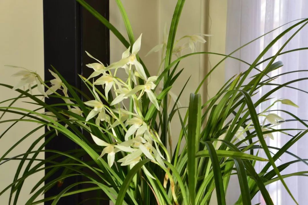 兰花猎人选兰从细节入手，一高兴说出了春兰看芽赌草的奥妙之处