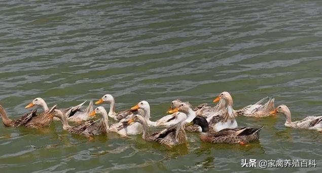 大鸭子拉白稀什么药好得快,鸭子拉白稀粪用什么药治疗