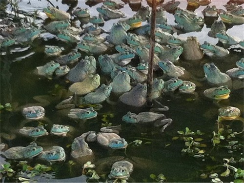 牛蛙养殖的好处,2022年牛蛙养殖业