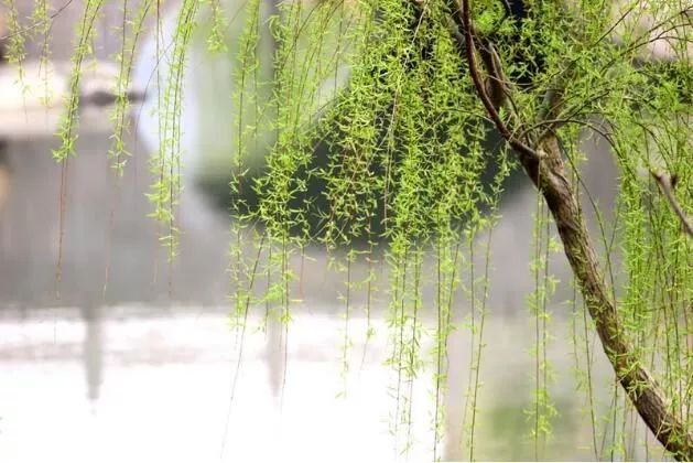 杨柳的唯美诗词,描写杨柳春风的诗词