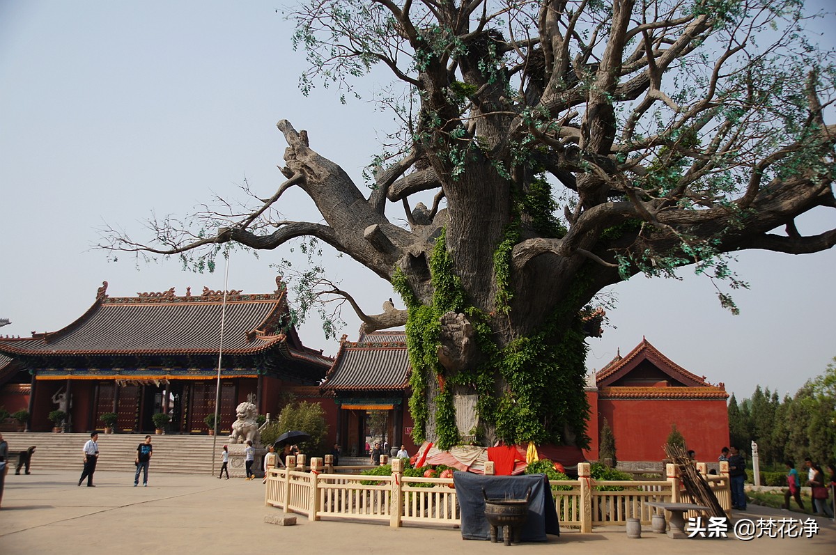 中国有百分之多少的人小脚趾两瓣,脚有六指的人