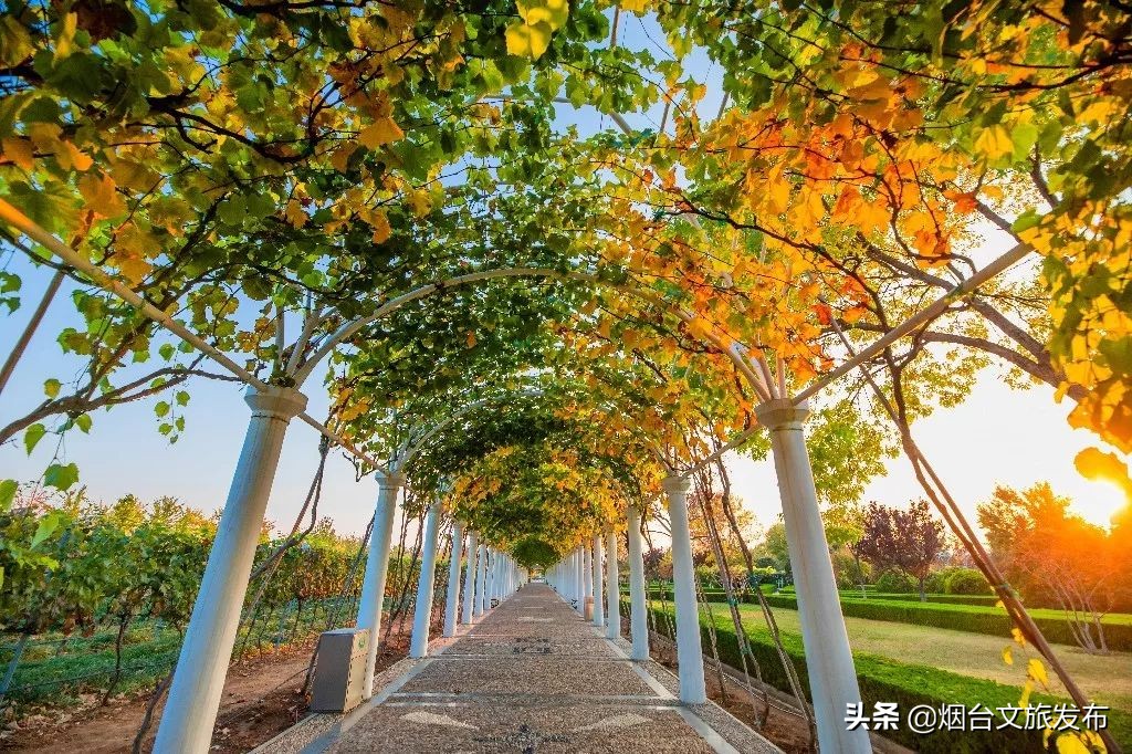 张裕卡斯特酒庄摘葡萄,张裕卡斯特酒庄750毫升定制