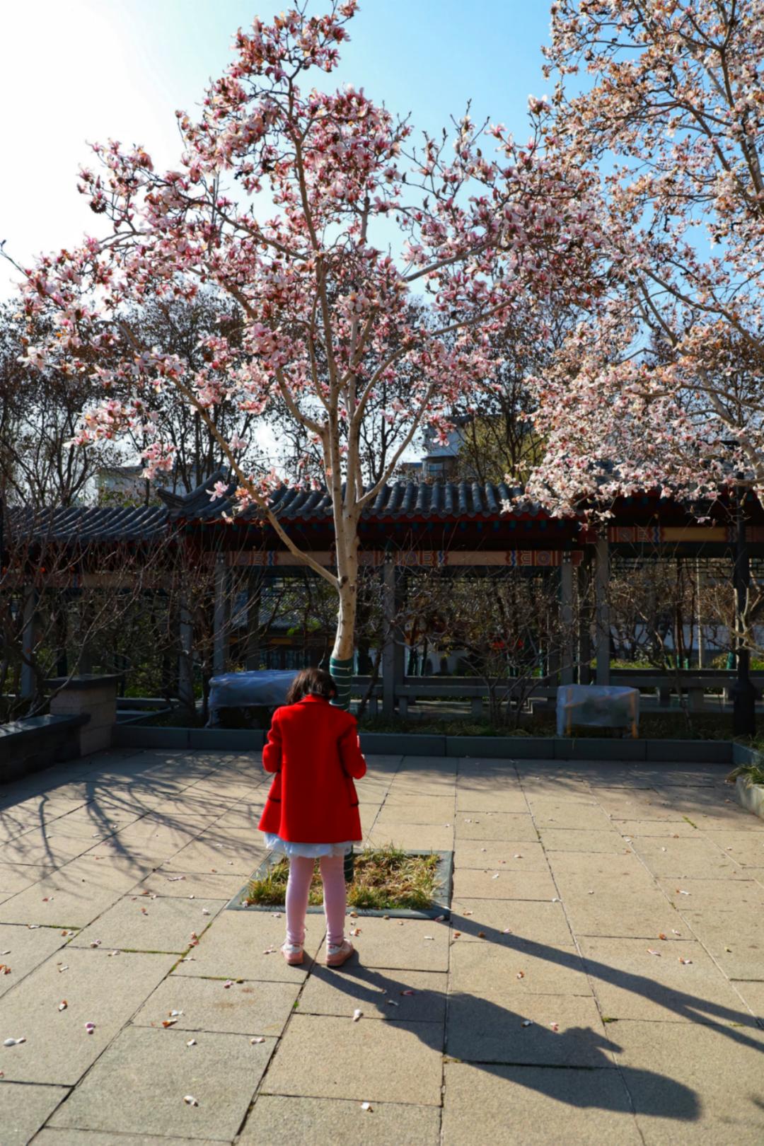 春天里最美的花儿，语文课本上的天下第一……一定要带孩子来