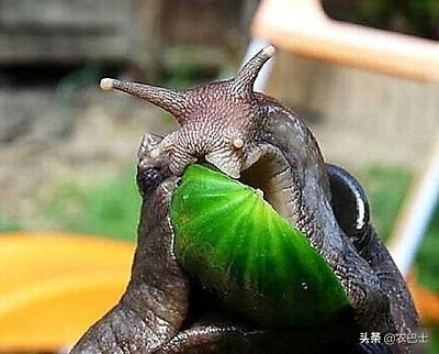蜗牛不吃蜗牛的粮食怎么办,蜗牛是不是有26000多颗牙齿