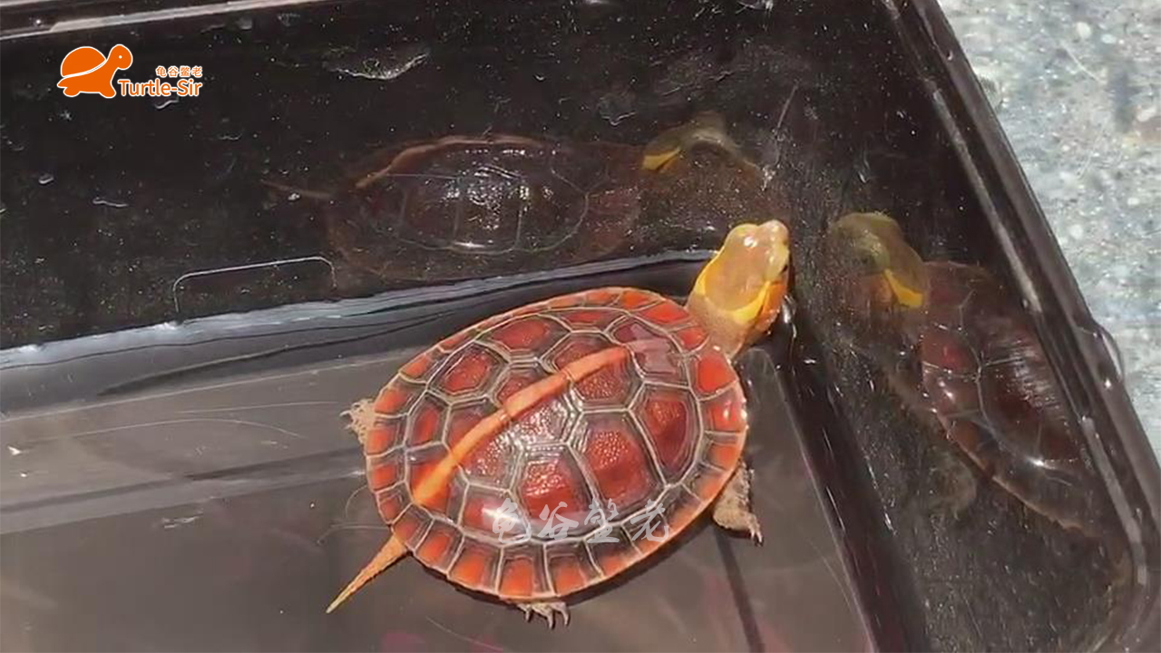 黄缘龟底板有异色可以养吗,黄缘龟背甲颜色淡