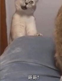 老虎：这是我准备养大吃的，你来凑什么热闹