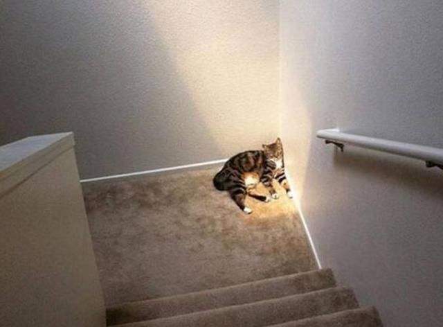 猫咪走失了怎么办？小编头秃整理的方法，试试灵不灵