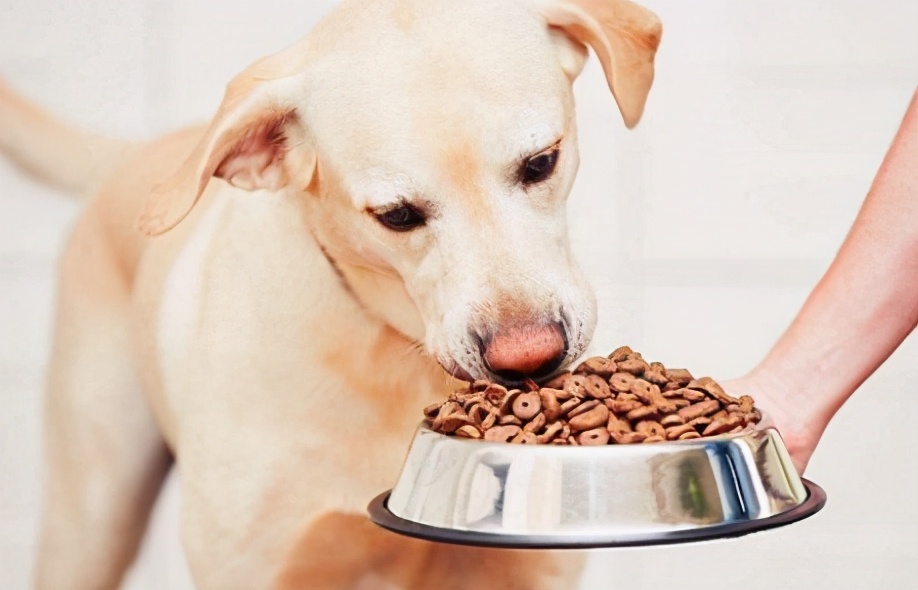 快速让狗狗舒服的按摩技巧|亲测有效