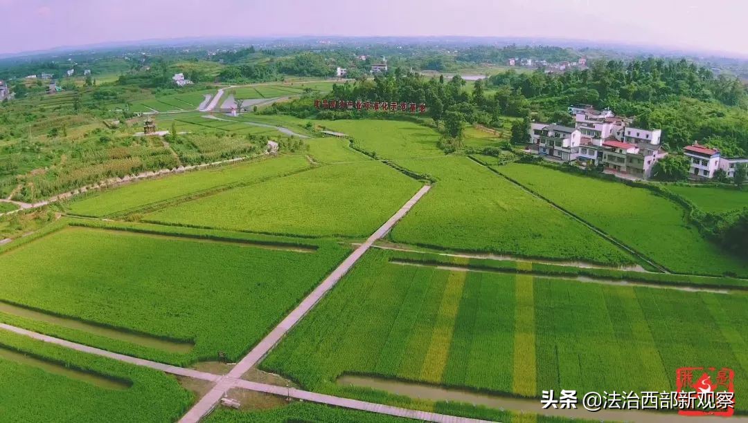 稻花香生态养殖,稻花香种植家庭农场