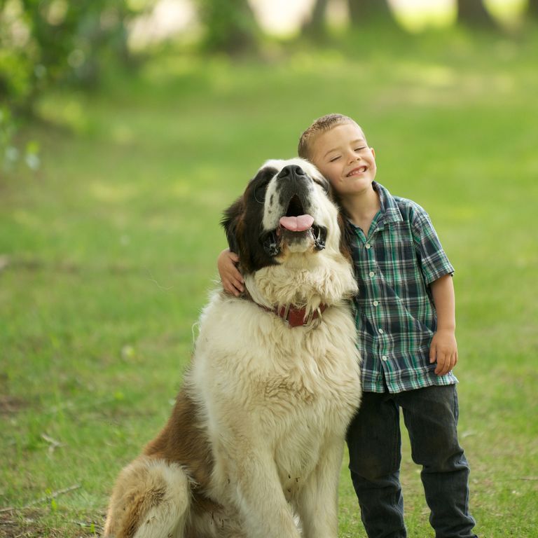 最忠诚的犬种排名拉布拉多,最忠诚的4种狗中华犬种2种上榜