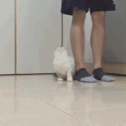 猫咪与自家小猫相处之道,怎么吸引猫咪让猫咪一直在你身边