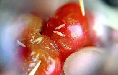 樱桃果蝇危害,樱桃果蝇怎么防治最有效