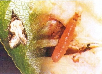 桃树9大虫害分析，蚜虫类、介壳虫类等虫害防治方法介绍