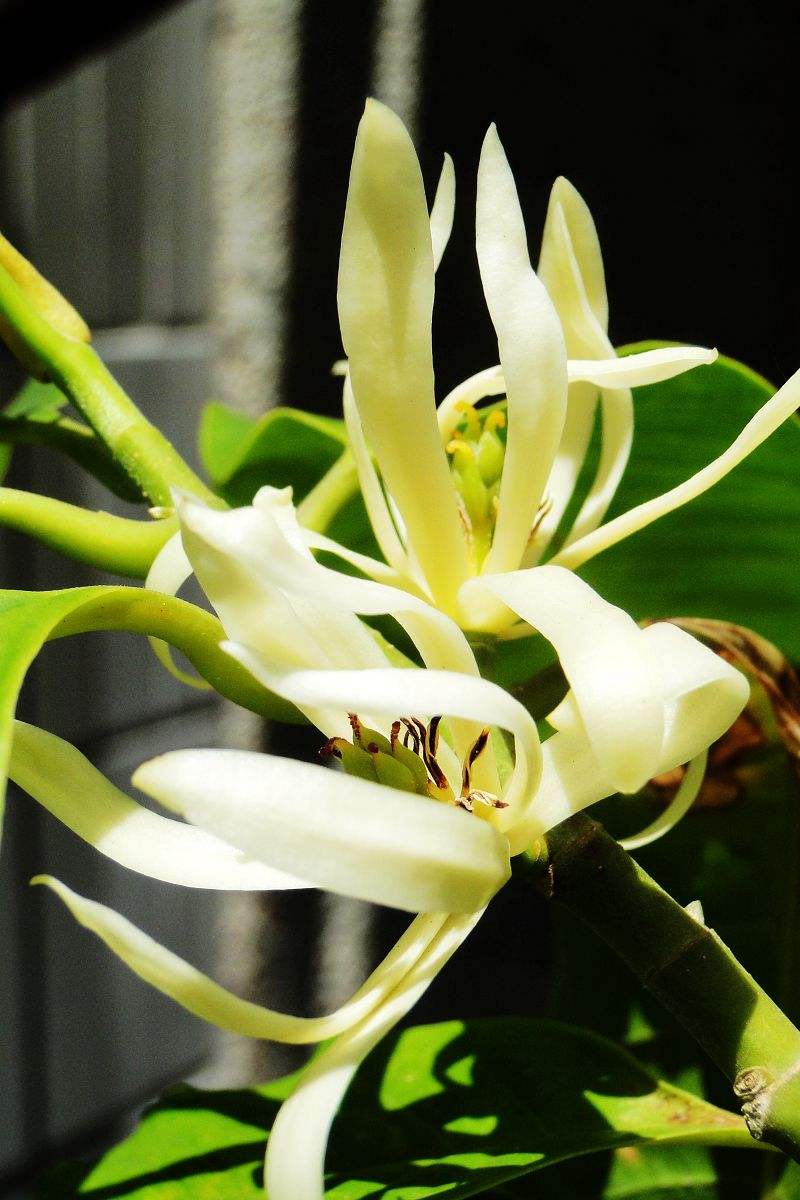 全国各大省市的市花都有哪些,这些城市的市花你都知道吗