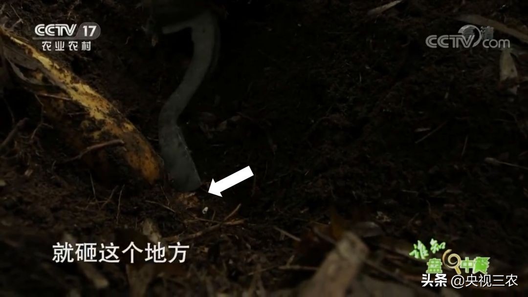 冬笋炒腊肉怎么处理去除涩味,湖南腊肉冬笋怎么做才不会有涩味