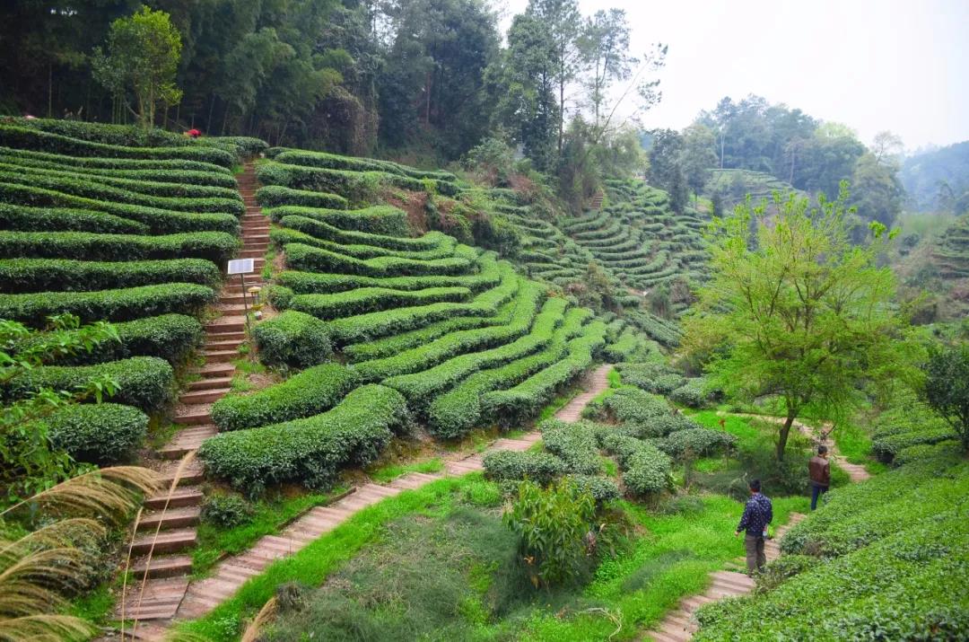 成都周边田园旅游攻略,成都冬季最理想的旅游线路