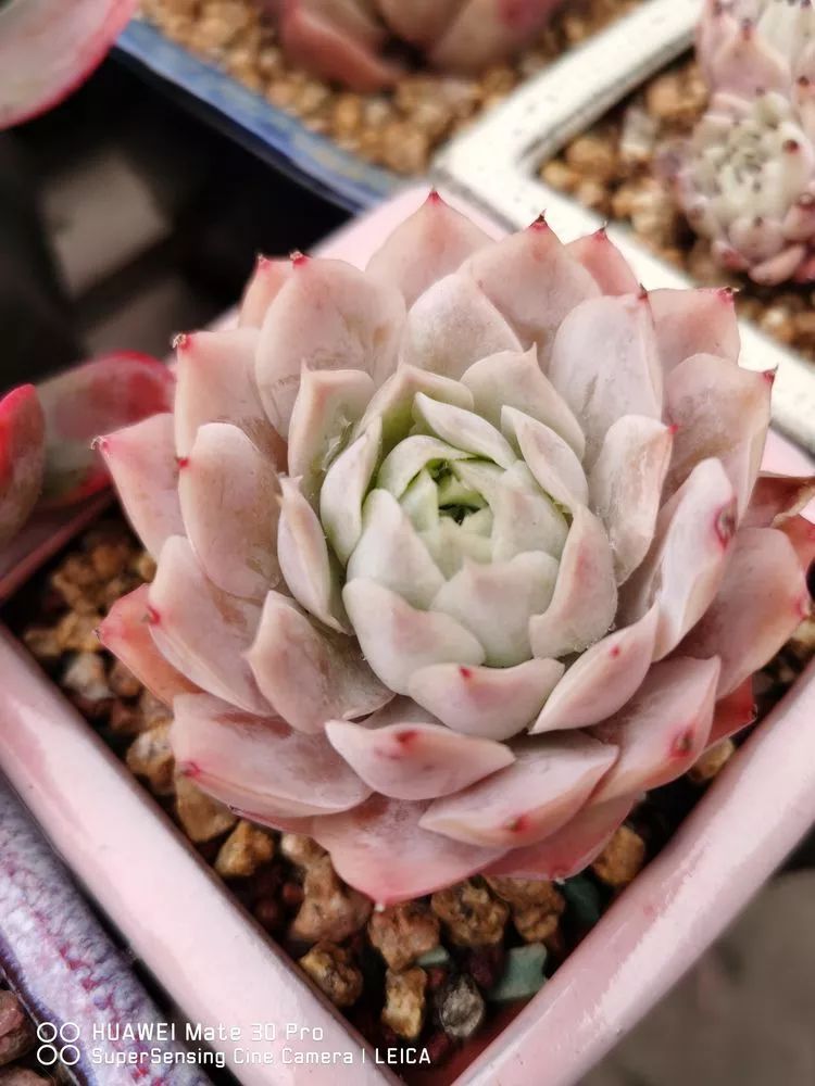 冬日如何更好地养多肉,冬天可以户外养护的多肉