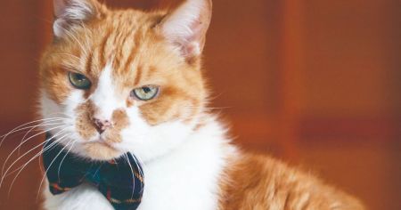 为什么萌新的世界进不去,为什么萌新世界那么难进