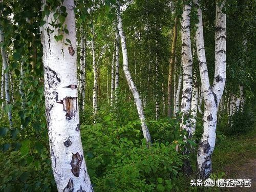 为什么中国人很少去俄罗斯旅游,中国人去俄罗斯旅游真实状况