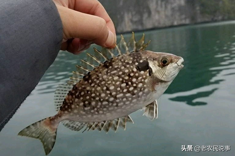 泥猛鱼野生有黄有绿,福建新鲜泥猛鱼