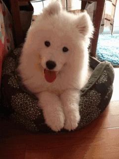 怎么分辨狗狗的种类图解,科普狗狗比较容易爆的的知识