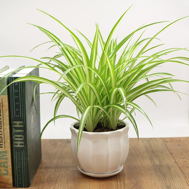 吊兰怎么水养才能更旺盛,水养吊兰怎么养才能爆盆和爬满墙