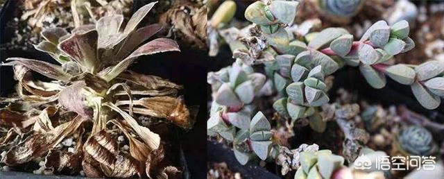 植物浇水太多水黄怎么办,绿植大盆栽水浇多了怎么办