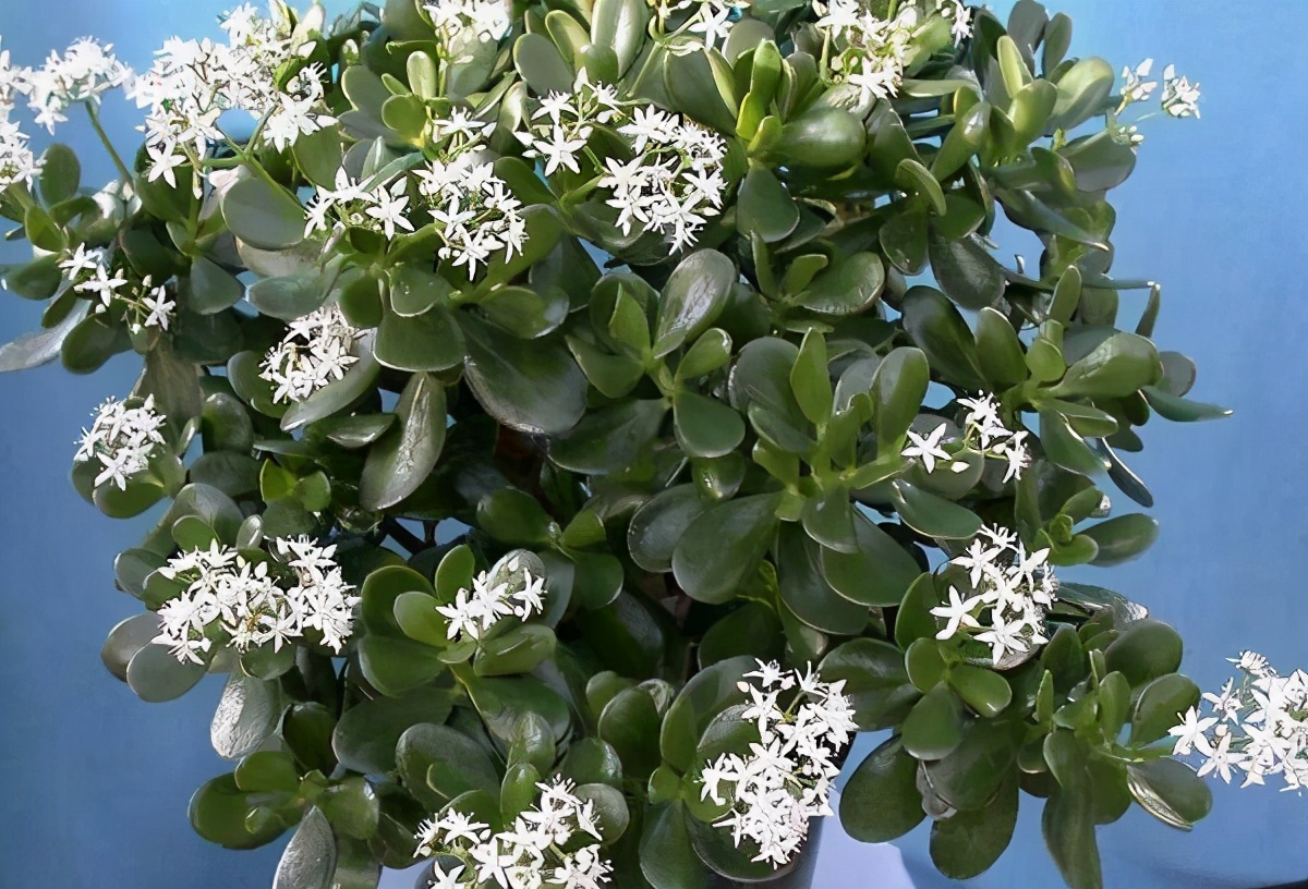 玉树要施什么肥才能长得好,要想玉树枝繁叶茂用什么肥