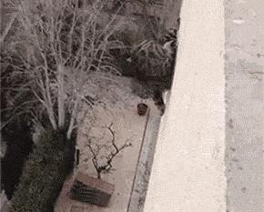 我的猫掉下楼死了怎么办,我的猫跳楼死了
