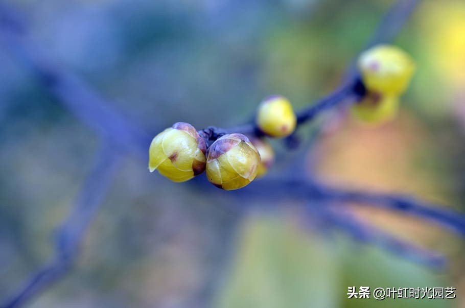 腊梅腊月掉花苞？了解这几点，及时止损花仍开