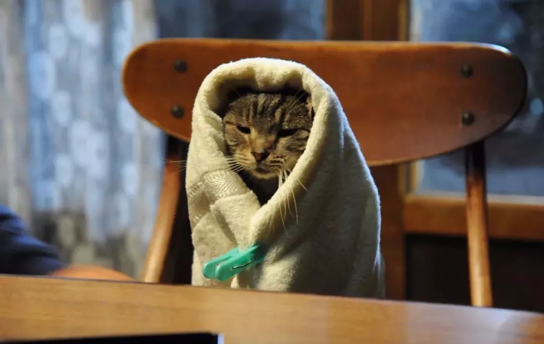 *男猛**必看！日剧日影中的9部治愈猫片，一起云吸猫吧