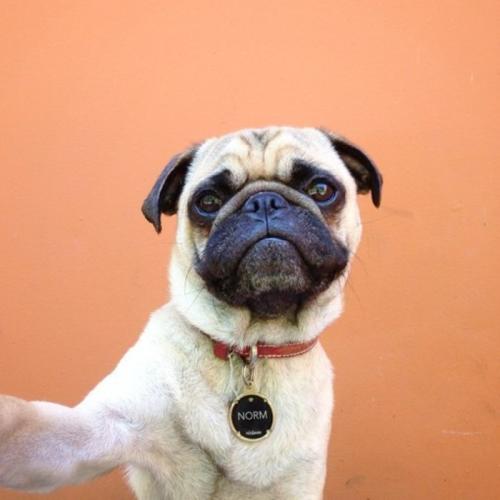 中国十大名狗图片排名,十大名狗排行榜