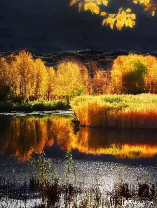 伟大的新疆,伟大的阿勒泰