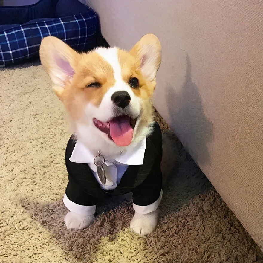 狗狗没有狗证怎么办理,狗狗的狗证在哪办