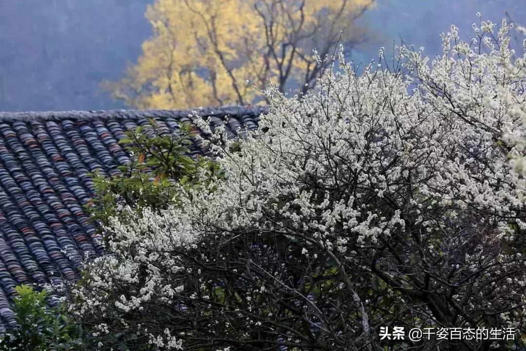 广西低调小城竟然藏了个小奈良,广西有座低调的养老小城