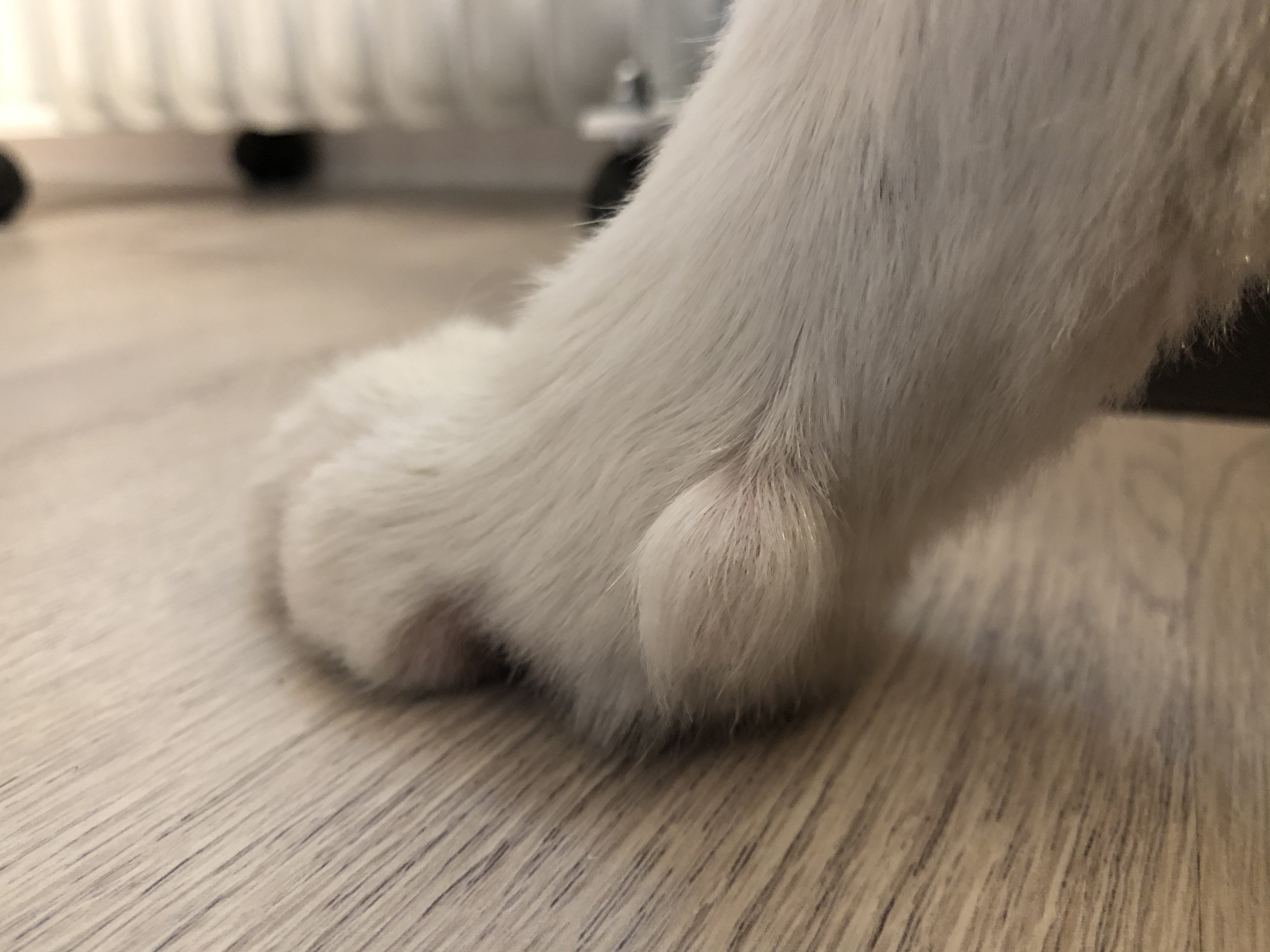 犬和狗到底有什么区别,狗和犬的区别在哪里