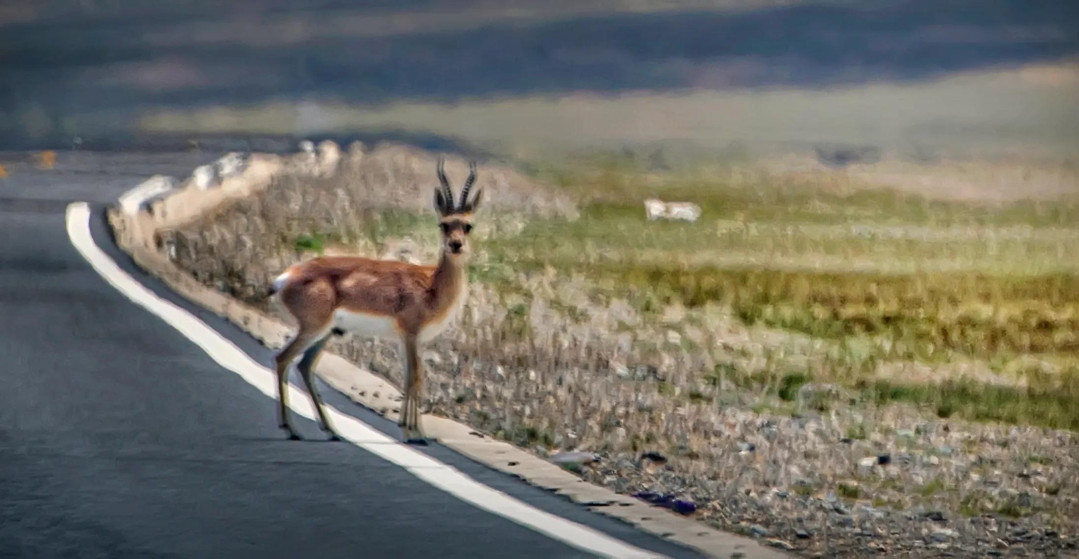 川西甘南十五日环线自驾游,甘南川西环游系列之四