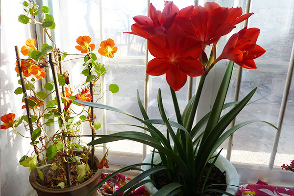 朱顶红叶子太长了怎么处理,怎么才能把朱顶红叶子养得宽短