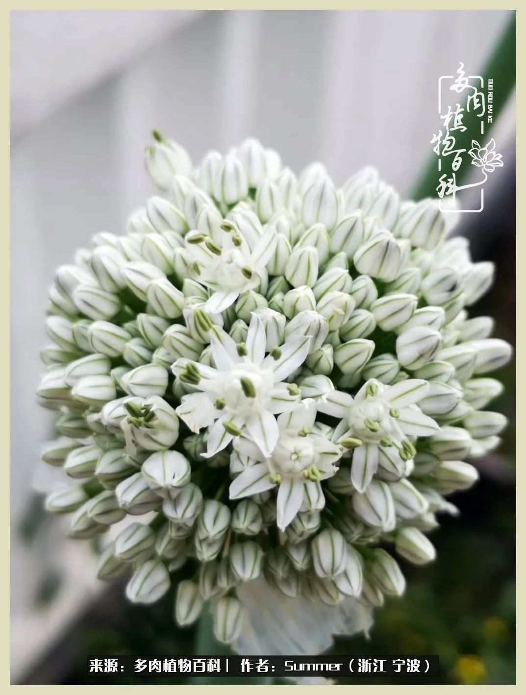 多肉小白新手入门,多肉新手上路请多指教