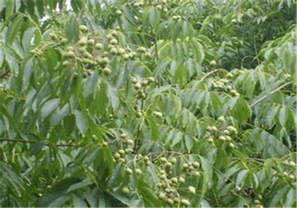 无患子树可以在北方家中种植吗,无患子植物种植