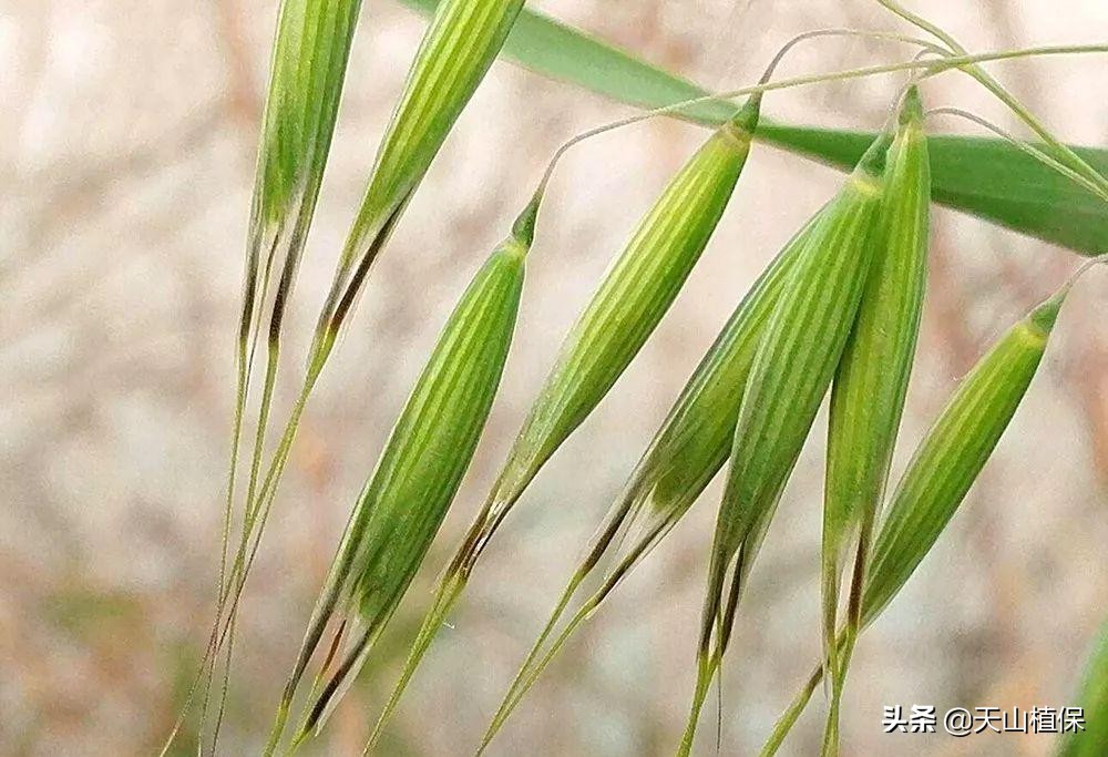 野燕麦杂草,野燕麦卖给谁