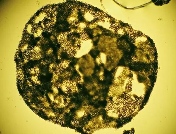 鱼类水产养殖需要哪些藻类,水产养殖显微镜下各种藻类