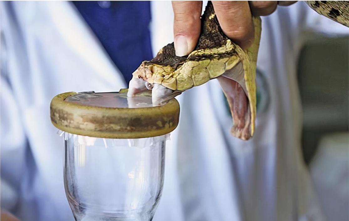 湖南七旬老人被毒蛇咬伤！抗蛇毒血清为什么这么少？