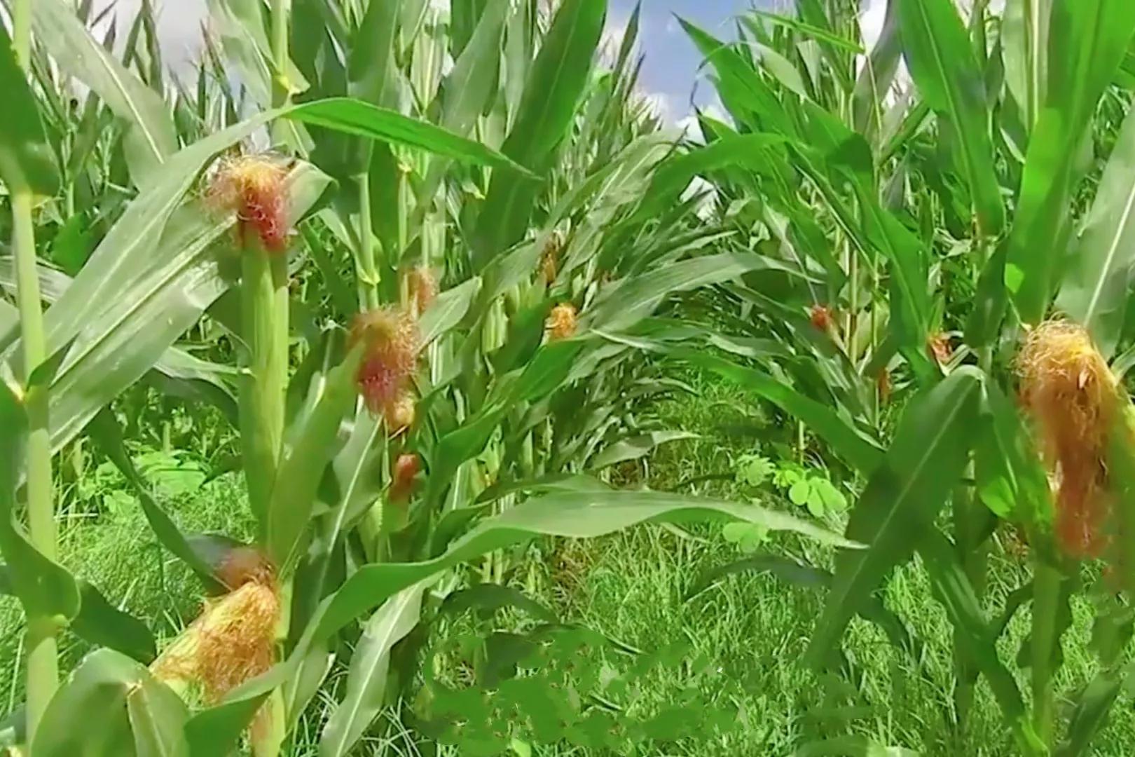 玉米芯儿在韩国怎么吃,玉米芯韩国食用