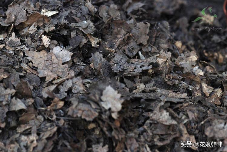 酸性土壤板结还是碱性土壤板结坏,土壤板结是怎么样的