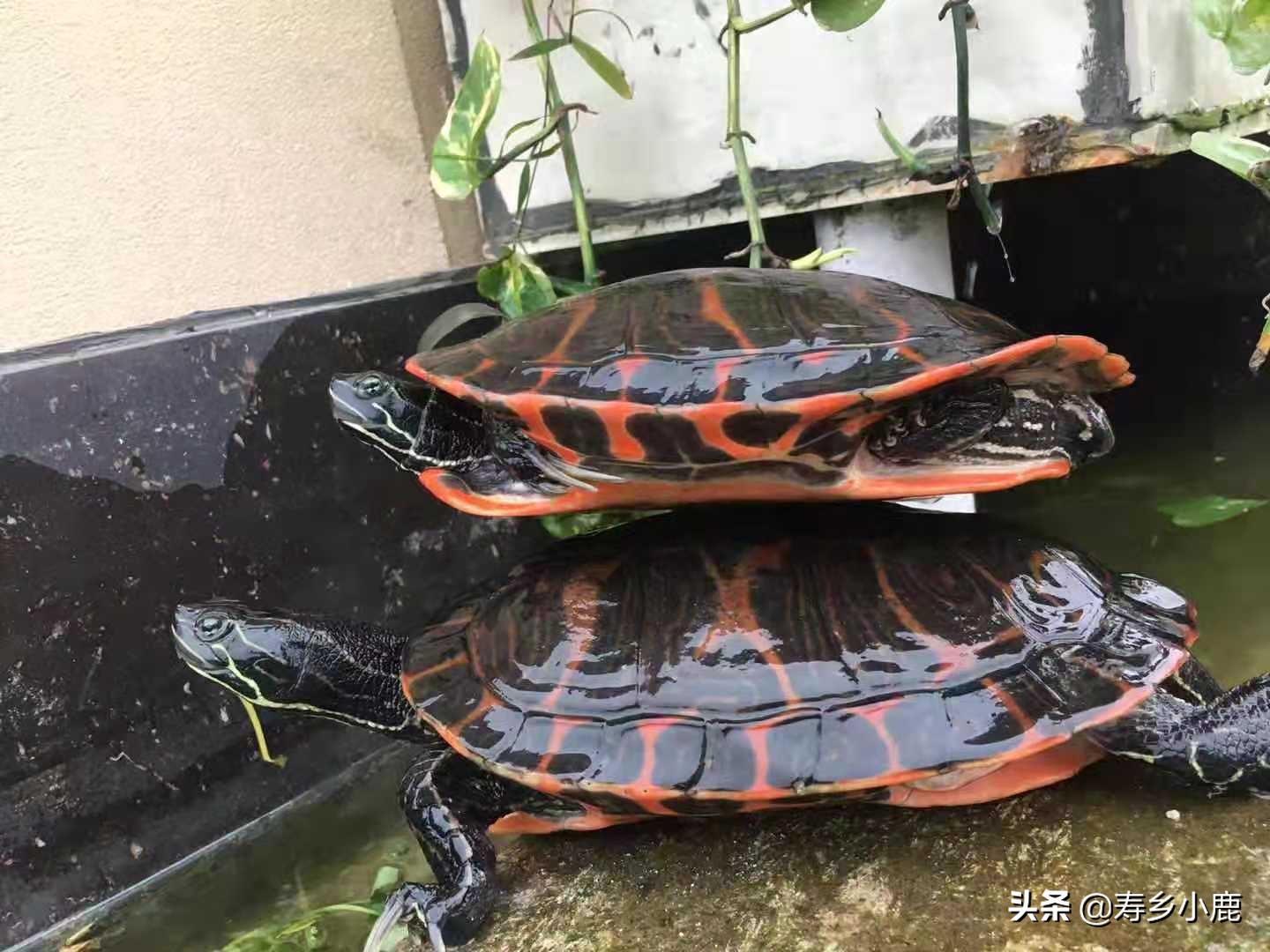 水龟要冬眠时水位是深还是浅水,黄喉拟水龟冬眠后第二年不吃东西