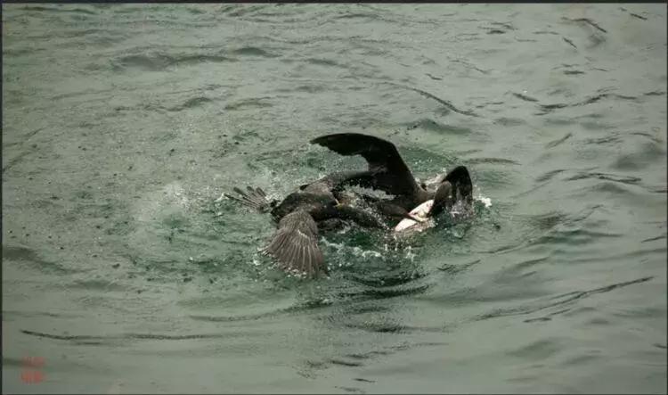 沅陵凤滩介绍,沅陵县凤滩水电站风景