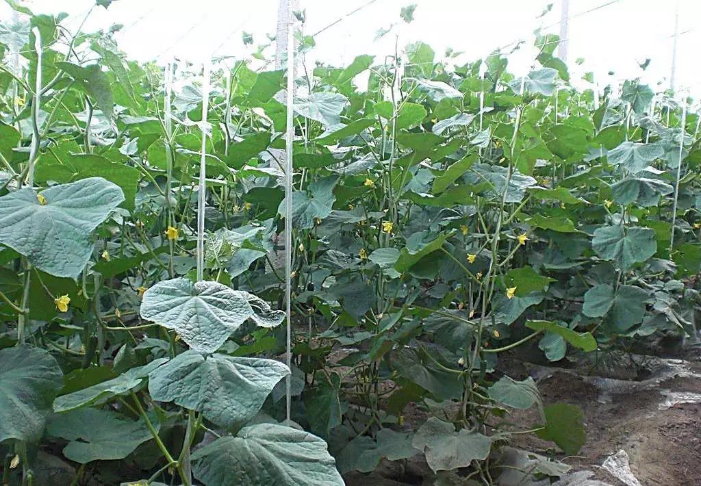 50种常用杀菌剂大全,五种杀菌剂使用注意事项有哪些