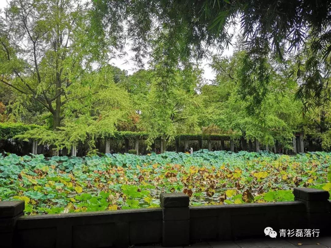 月满易园兰舟、秋莲华西钟楼：诗意生活就在身边，何须远走？
